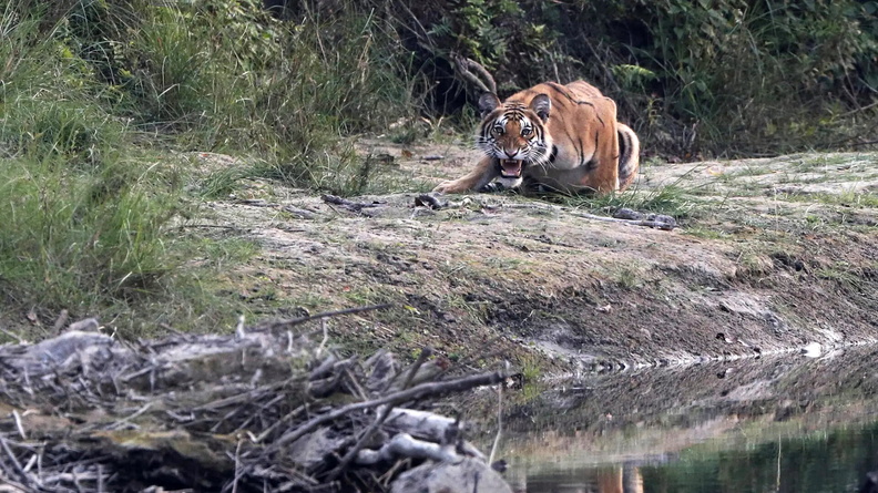 Bengal Tiger (Panthera tigris tigris), Bardiya National Park, Nepal